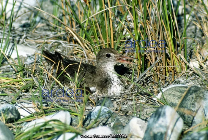  : Spotted Sandpiper - on nest