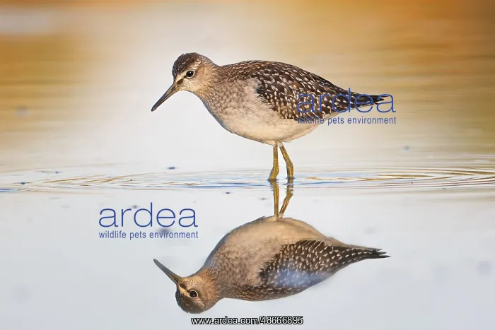 : Spotted sandpiper (Tringa glareola) Reflection, shallow : Spotted sandpiper (Tringa glareola) Reflection, shallow