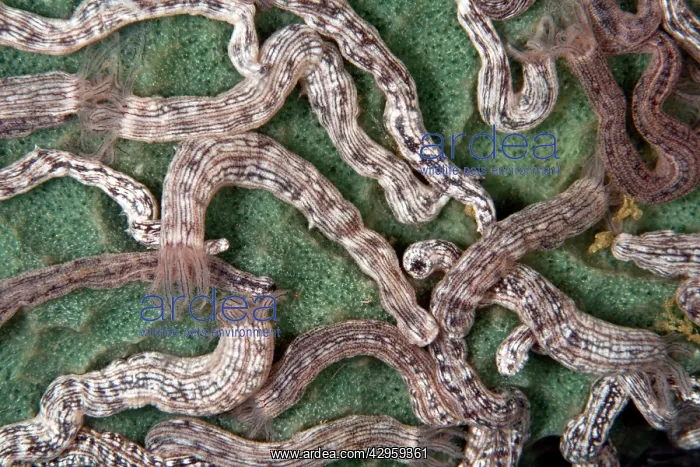: Spotted Sea Cucumbers : Spotted Sea Cucumbers