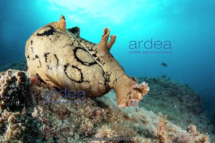 : Spotted sea hare, (Aplysia dactylomela) a tropic : Spotted sea hare, (Aplysia dactylomela) a tropic