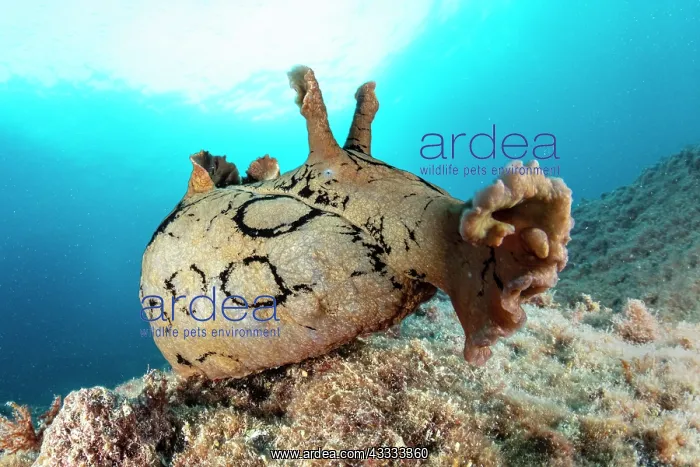: Spotted sea hare, (Aplysia dactylomela) a tropic : Spotted sea hare, (Aplysia dactylomela) a tropic