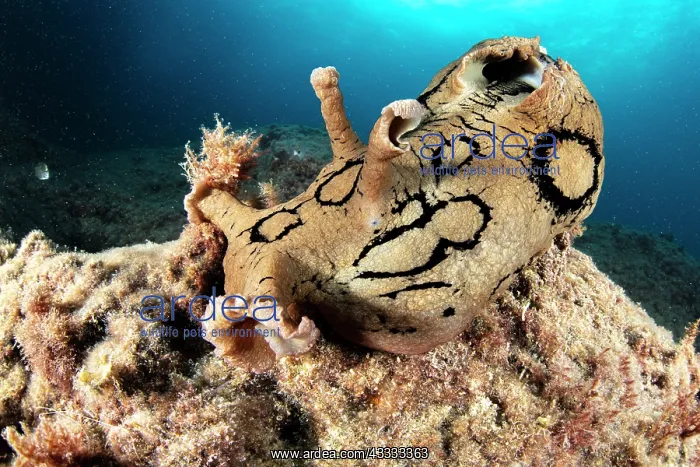 : Spotted sea hare, (Aplysia dactylomela) a tropic : Spotted sea hare, (Aplysia dactylomela) a tropic