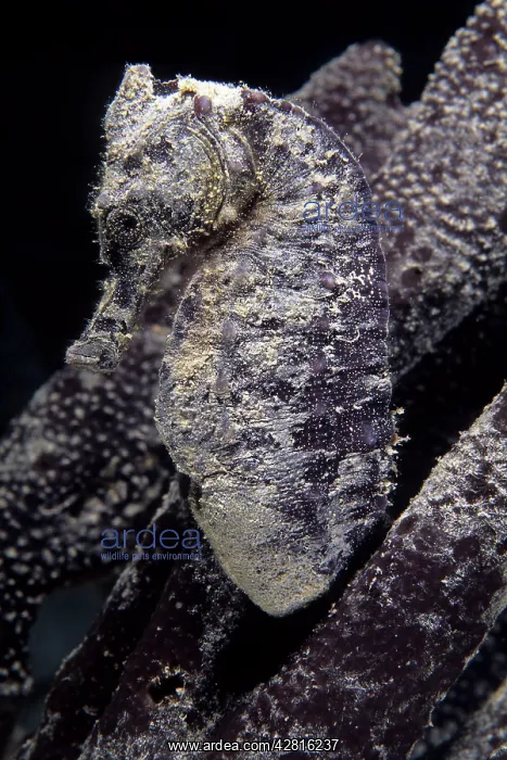 : Spotted sea horse, Hippocampus kuda, Walindi, West New Brita : Spotted sea horse, Hippocampus kuda, Walindi, West New Brita