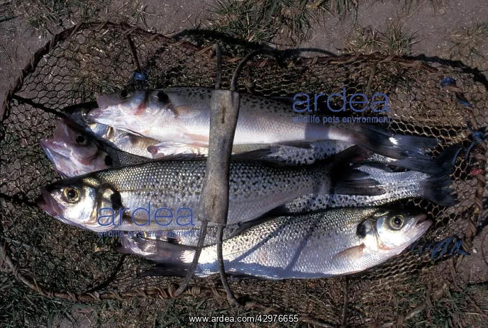 : Spotted Seabass - In a fisherman's basket : Spotted Seabass - In a fisherman's basket