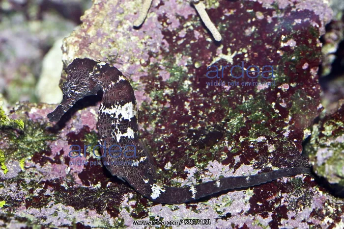 : Spotted seahorse : Spotted seahorse