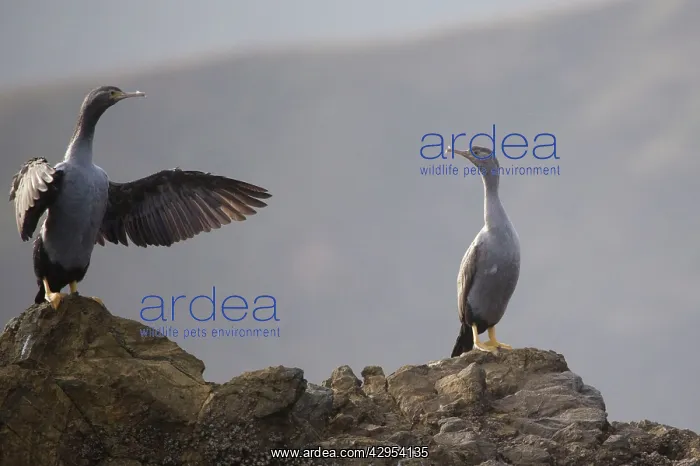 : Spotted Shag : Spotted Shag