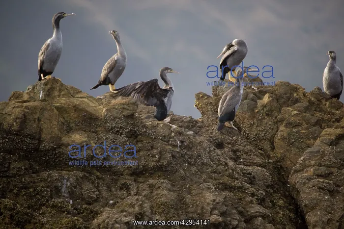 : Spotted Shag : Spotted Shag