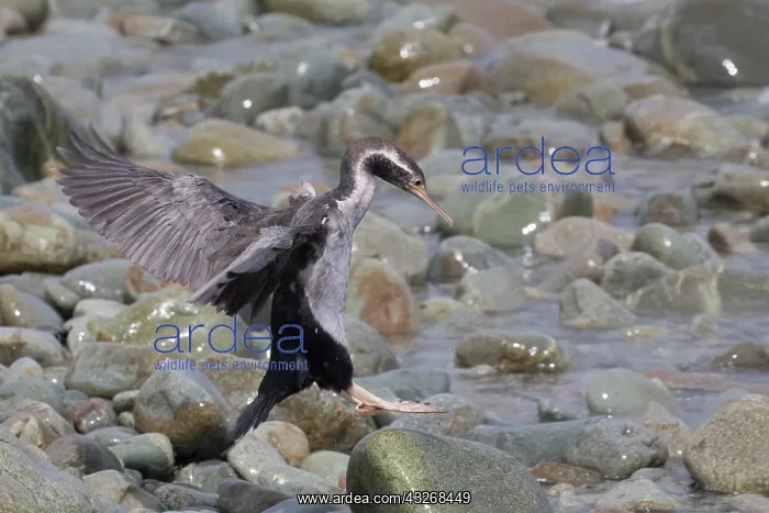 : Spotted Shag - In basic non-breeding plumage - Boulder : Spotted Shag - In basic non-breeding plumage - Boulder