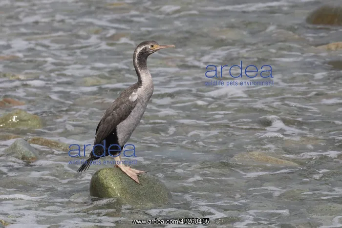: Spotted Shag - In basic non-breeding plumage - Boulder : Spotted Shag - In basic non-breeding plumage - Boulder