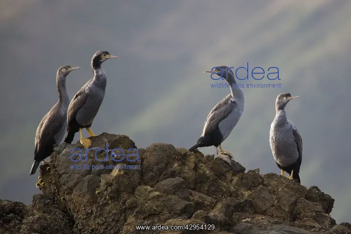 : Spotted Shag - on Duffer's Reef, Pelorous Sound : Spotted Shag - on Duffer's Reef, Pelorous Sound