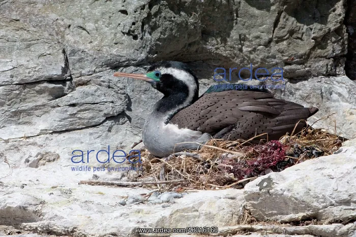  : Spotted Shag on nest