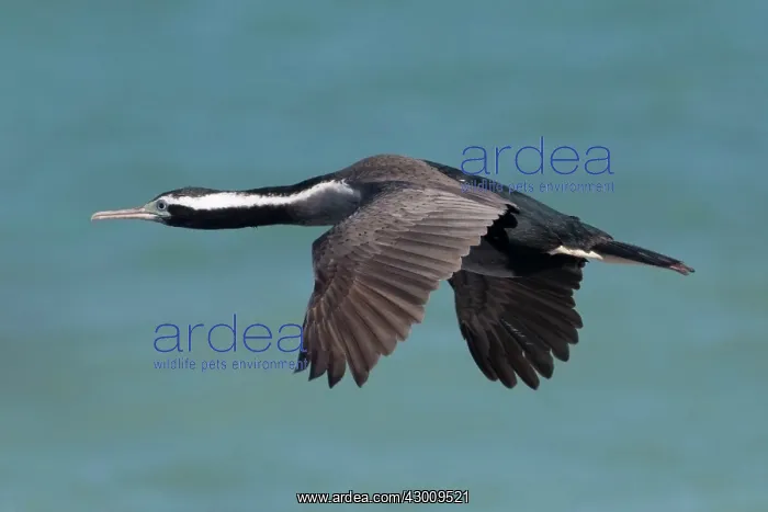 : Spotted Shag / Parekareka : Spotted Shag / Parekareka