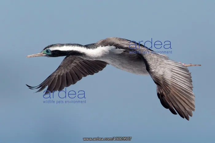 : Spotted Shag / Parekareka : Spotted Shag / Parekareka