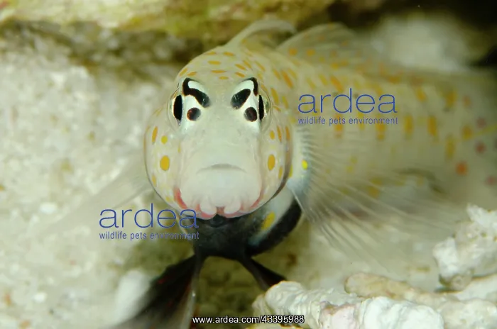 : Spotted Shrimpgoby : Spotted Shrimpgoby