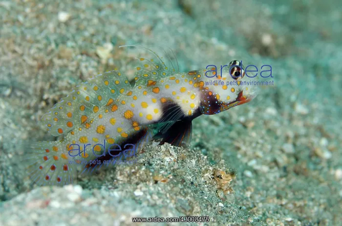 : Spotted Shrimpgoby on black sand by hole Makawide : Spotted Shrimpgoby on black sand by hole Makawide