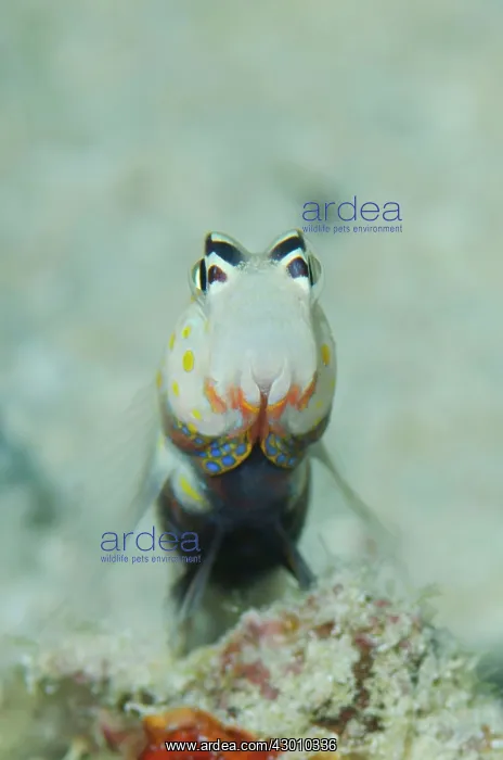 : Spotted Shrimpgoby head-on view Sebayor Point dive : Spotted Shrimpgoby head-on view Sebayor Point dive