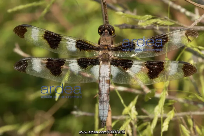 : Twelve Spotted Skimmer : Twelve Spotted Skimmer