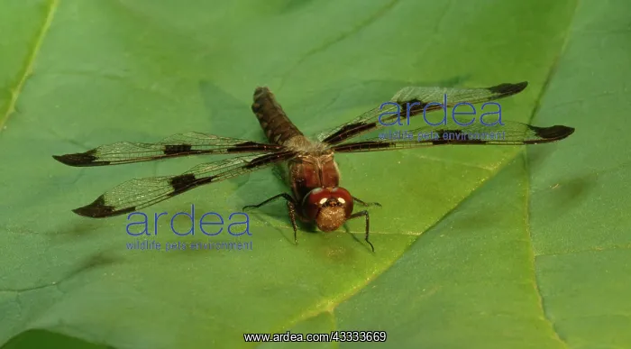 : Twelve Spotted Skimmer : Twelve Spotted Skimmer