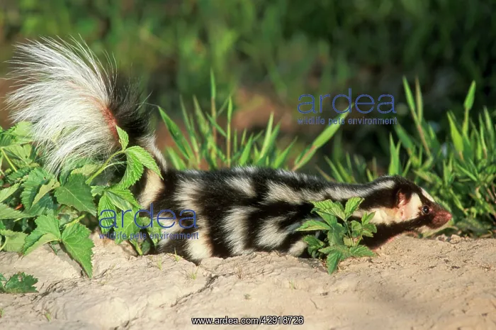 : Spotted SKUNK - side view : Spotted SKUNK - side view