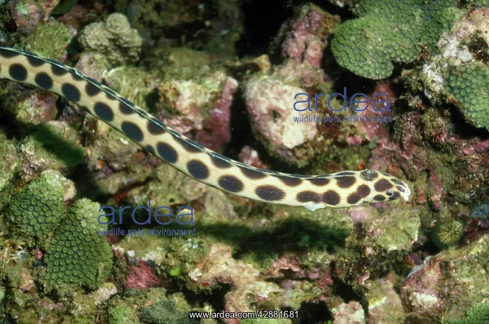  : Spotted Snake Eel