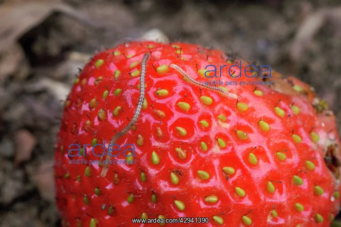 : Spotted Snake Millipede - on strawberry : Spotted Snake Millipede - on strawberry