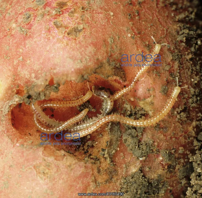 : Spotted Snake Millipedes : Spotted Snake Millipedes