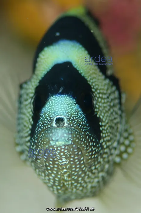  : Spotted Soapfish