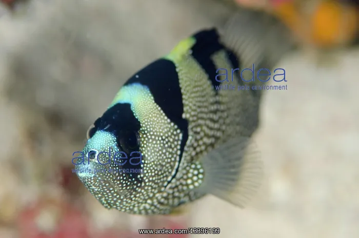 : Spotted Soapfish : Spotted Soapfish