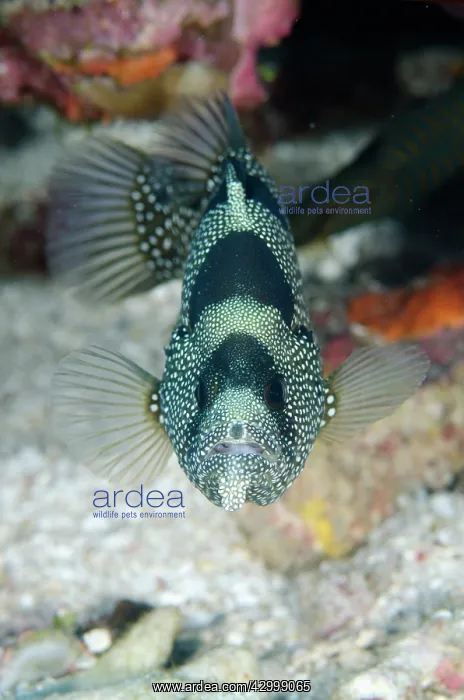 : Spotted Soapfish - Suanggi Island dive site, Banda : Spotted Soapfish - Suanggi Island dive site, Banda