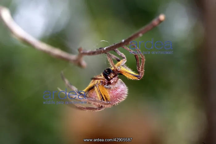 : Spotted Spider : Spotted Spider