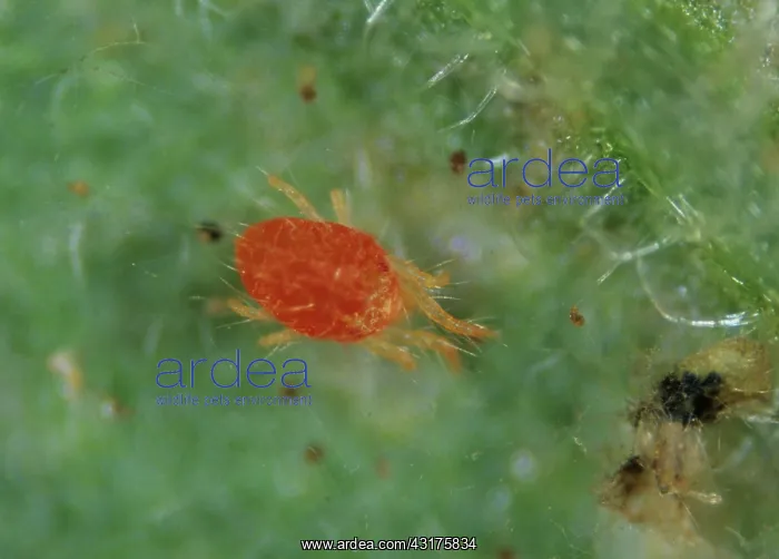 : Two spotted spider mite : Two spotted spider mite