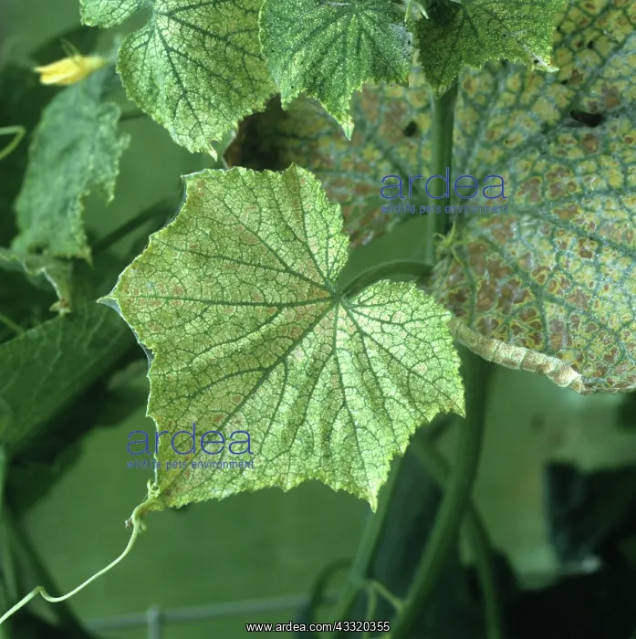  : Two spotted spider mite