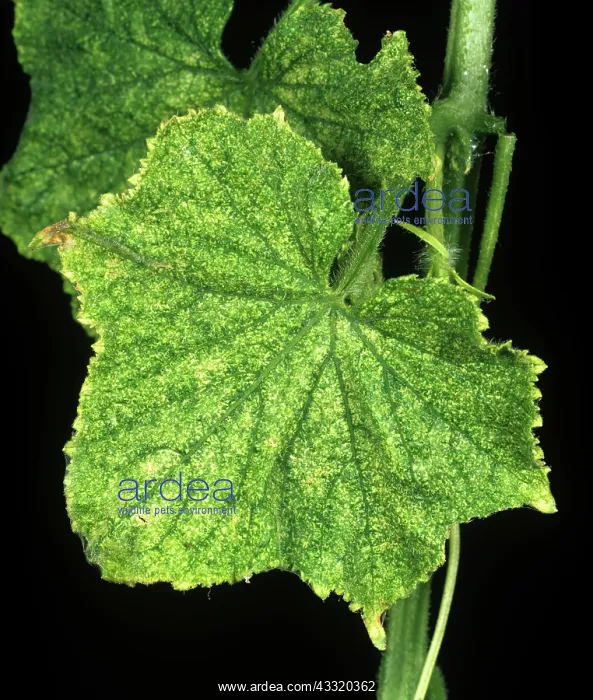 : Two spotted spider mite : Two spotted spider mite