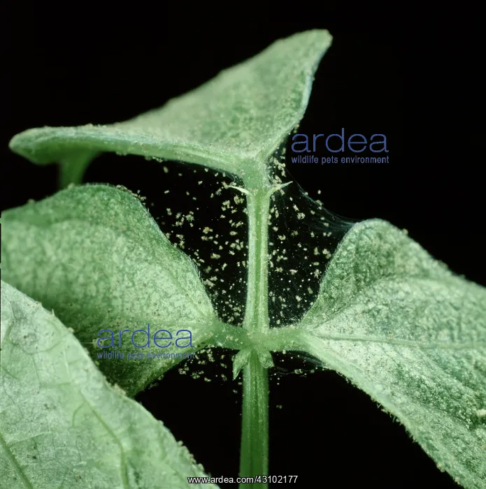 : Two spotted spider mite webs : Two spotted spider mite webs