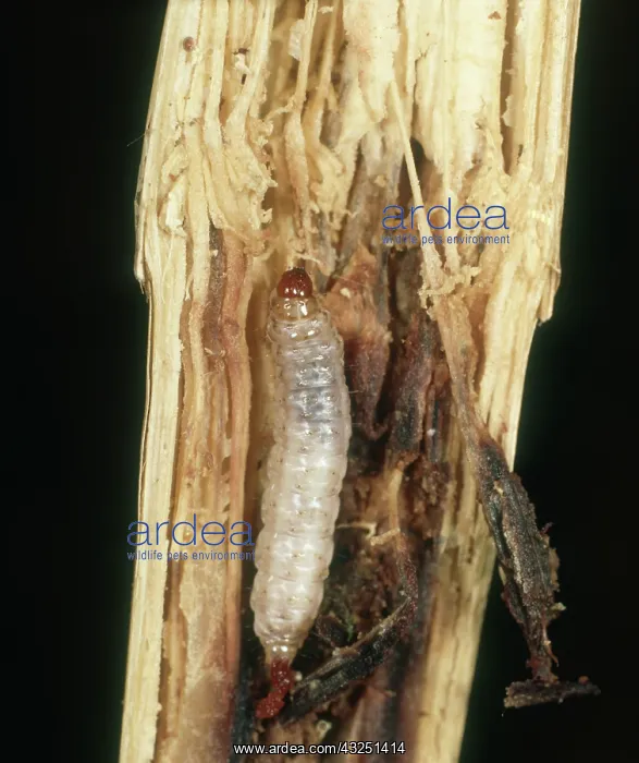 : Spotted stalk borer : Spotted stalk borer