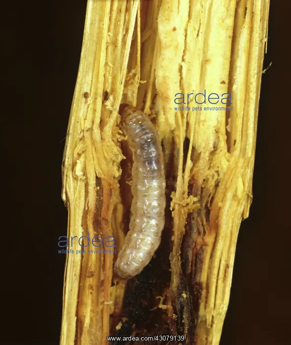 : Spotted stalk borer caterpillar : Spotted stalk borer caterpillar