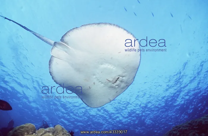 : SPOTTED STINGRAY - underside : SPOTTED STINGRAY - underside