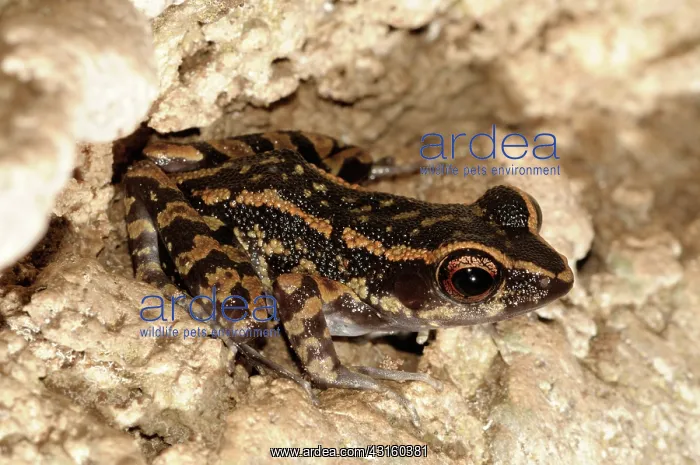 : Spotted Stream frog : Spotted Stream frog