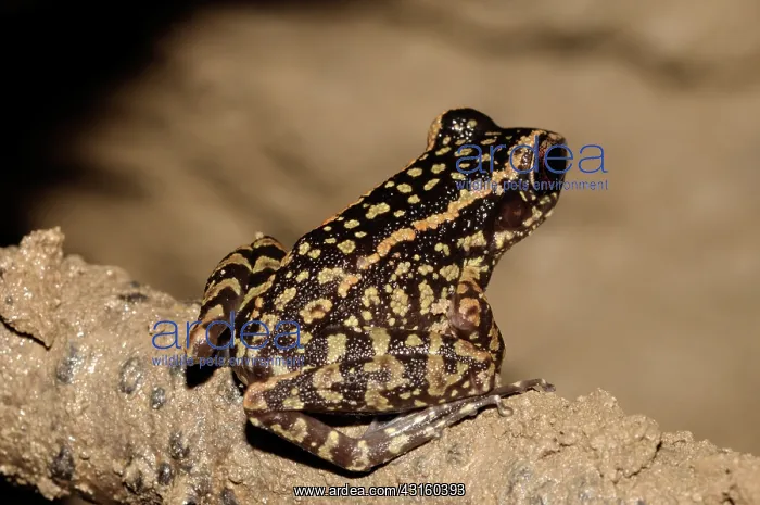 : Spotted Stream frog : Spotted Stream frog