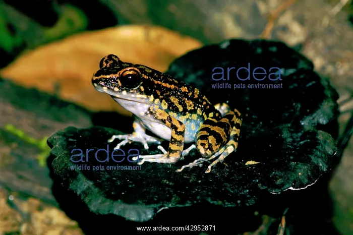 : Spotted Stream Frog watches for prey from an old : Spotted Stream Frog watches for prey from an old
