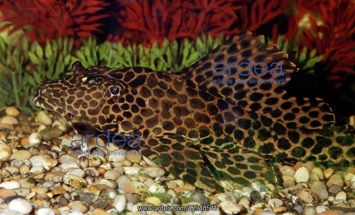 : Spotted Suckermouth Catfish - disruptive coloration : Spotted Suckermouth Catfish - disruptive coloration
