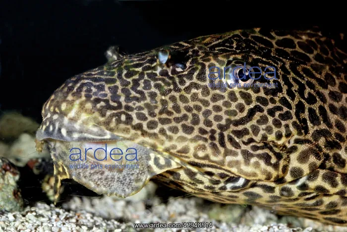 : Spotted Suckermouth Catfish - disruptive coloration : Spotted Suckermouth Catfish - disruptive coloration