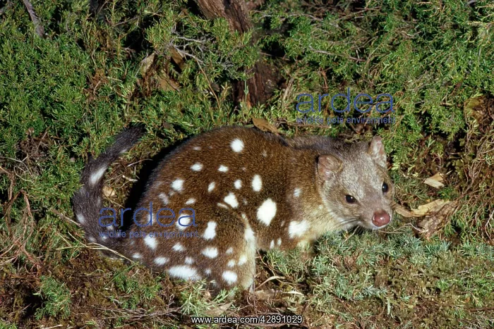  : Spotted-Tailed DASYURUS  /  Tiger Cat