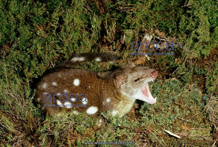 : Spotted-Tailed DASYURUS / Tiger Cat : Spotted-Tailed DASYURUS / Tiger Cat