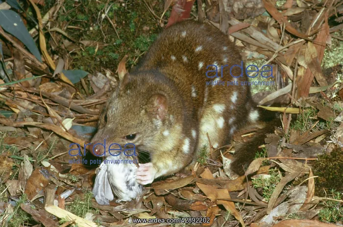 : Spotted-Tailed DASYURUS / Tiger Cat - eating : Spotted-Tailed DASYURUS / Tiger Cat - eating