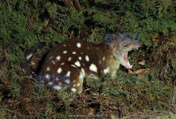 : Spotted-tailed Quoll : Spotted-tailed Quoll