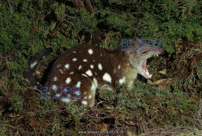 : Spotted-tailed quoll (Dasyurus maculatus) Carnivorous; : Spotted-tailed quoll (Dasyurus maculatus) Carnivorous;