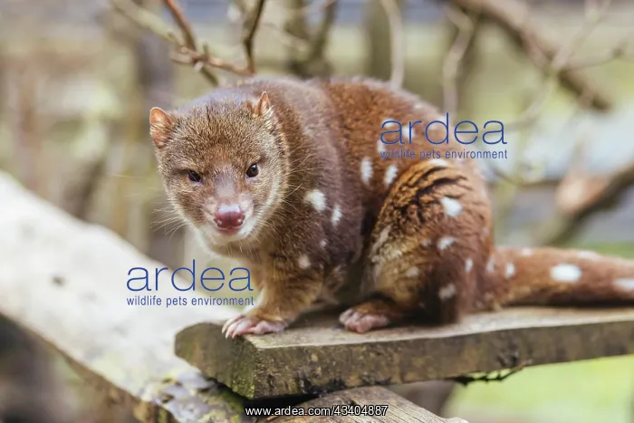 : A Spotted-Tailed Quoll is spotted near Cradle Mountain : A Spotted-Tailed Quoll is spotted near Cradle Mountain
