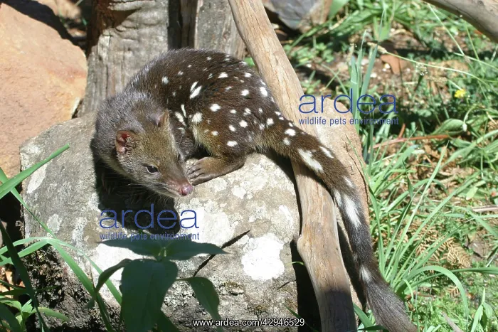 : Spotted-tailed Quoll / Spotted-tailed DASYURUS : Spotted-tailed Quoll / Spotted-tailed DASYURUS