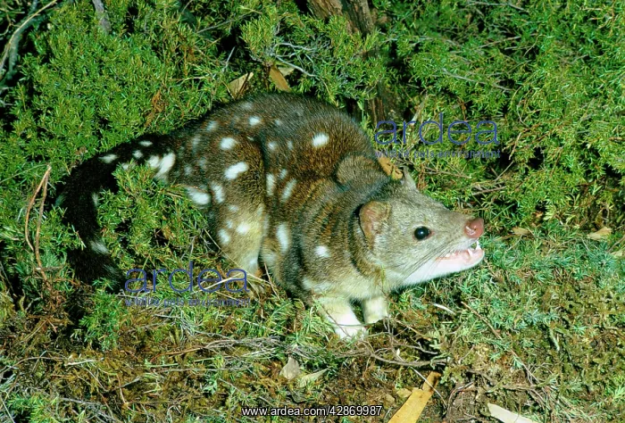 : Spotted-tailed Quoll / Tiger Cat : Spotted-tailed Quoll / Tiger Cat